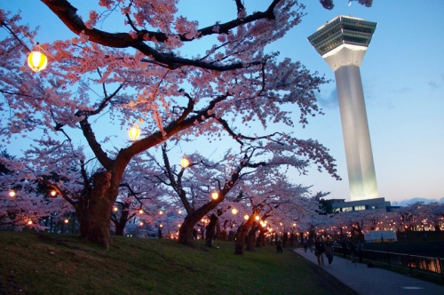 桜開花情報