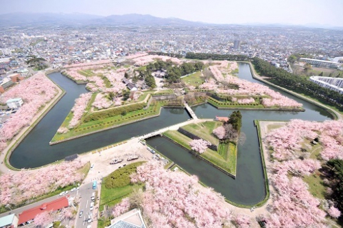 桜開花情報